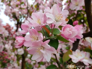 種植和養(yǎng)護海棠需要注意哪些問題？