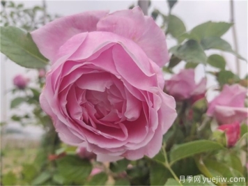 自由精神月季的夏季養(yǎng)護辦法