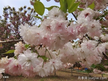 櫻花根瘤病怎么治療？