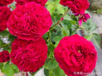 七色玫瑰花語(yǔ)