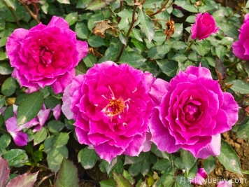 月季花的傳說：愛情、財(cái)運(yùn)與好運(yùn)的交織