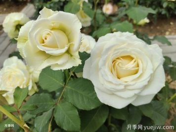 月季種植幾年后花少怎么辦？