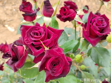 自己做澆花營(yíng)養(yǎng)水，月季蹭蹭冒花苞