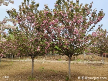 如何防治櫻花枝干流膠？