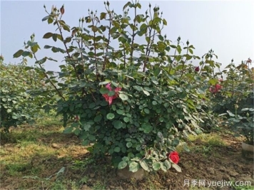 什么標(biāo)準(zhǔn)的花木原冠苗好？