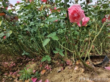 如何通過檢查根系顏色確定植物長勢？
