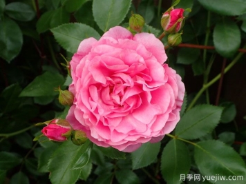 草原公主月季