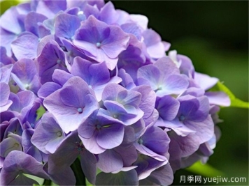 盤(pán)點(diǎn)7個(gè)超級(jí)好看的繡球花品種