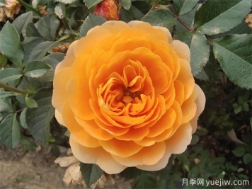 陽臺養(yǎng)果汁陽臺月季辦法，分享種植心得