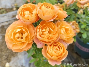 為什么一定要養(yǎng)果汁陽臺月季花？有何魅力