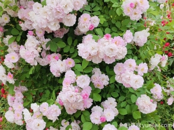 秋季薔薇花該如何養(yǎng)護(hù)？