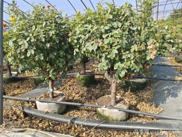 全國月季11月花事，南賞花北過冬