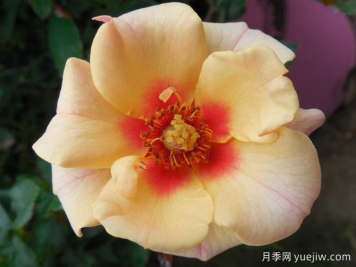 桃色甜蜜斑點月季