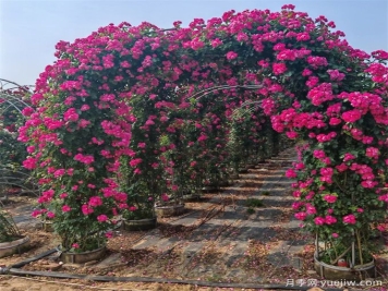 藤本植物必知四大類，你知道幾個(gè)？