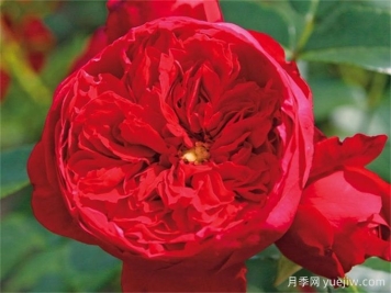 世界上最浪漫的10種花，月季花排首位