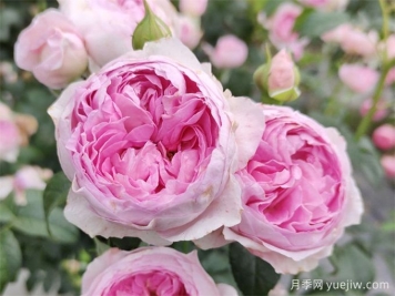 月季花前、花期、花后的施肥辦法