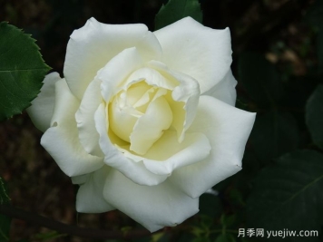 月季推薦，白色圣誕月季