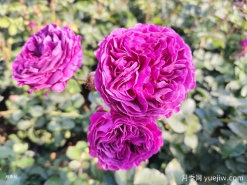 月季花冬天如何養(yǎng)護(hù)？教你春天爆盆絕招
