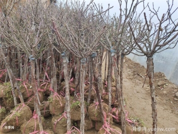 一月園林植物養(yǎng)護管理技術要點