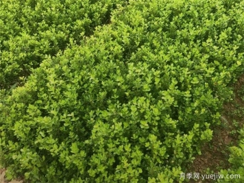 春天綠籬栽植養(yǎng)護辦法，大大減少死亡率