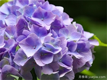 繡球花花語(yǔ)和寓意是什么？冬天怎么養(yǎng)好繡球