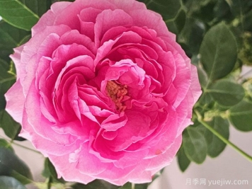 45個(gè)伊芙系列月季品種分享