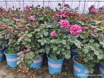 如何選擇適合家里高度的綠植盆栽？