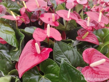 十種最受歡迎的年宵花盤(pán)點(diǎn)，2025紅紅火火