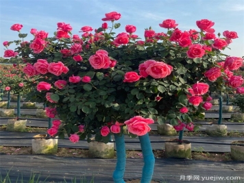 樹狀月季，春夏秋冬養(yǎng)護(hù)有辦法