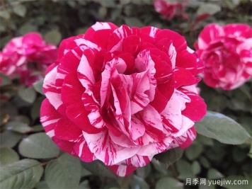 大花月季開花時間長嗎？