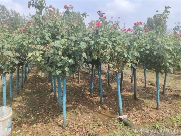 寒冷的冬季怎么正確養(yǎng)護月季花？