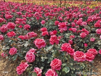 月季一年開花次數(shù)？月季花期時間？