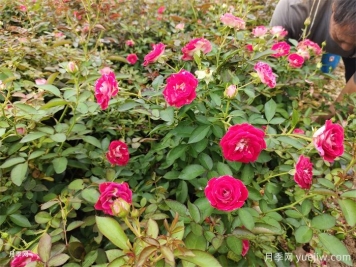 盆栽月季怎么養(yǎng)多開花？