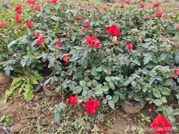 連續(xù)雨天如何給盆栽月季施肥？
