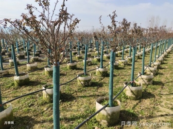園林月季樹修剪常見問題及注意事項(xiàng)