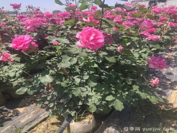 園林觀花、觀葉、觀干植物的整形修剪