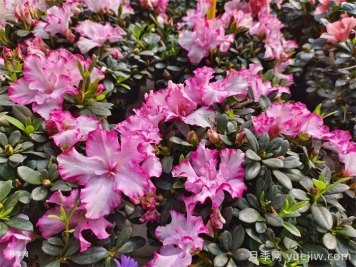 盆栽杜鵑花家庭養(yǎng)法及注意事項(xiàng)