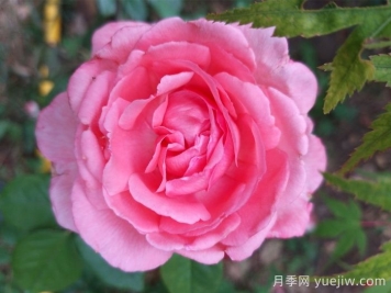花宮娜月季，沒有缺點，又美又仙，抗病又勤花
