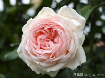 香檳美酒月季，超高顏值勤花芳香