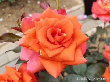 莫妮卡月季/摩尼卡月季