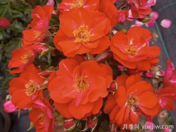 安東月季