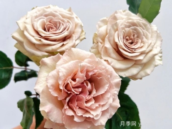 月季推薦，光之翼第九天使月季