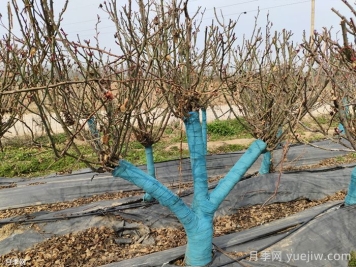 冬季為什么不建議園林施工？有哪些品種可以種植？
