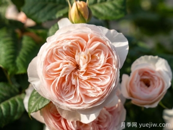 涵仙月季