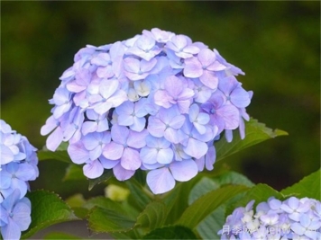 秋季繡球花養(yǎng)護(hù)攻略