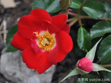 永志不忘月季/堅(jiān)決