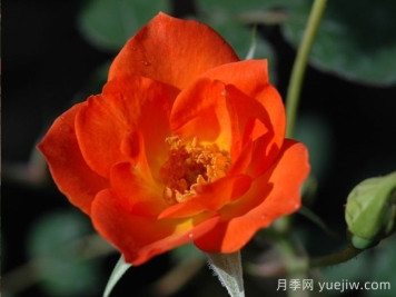 熱烈歡迎月季