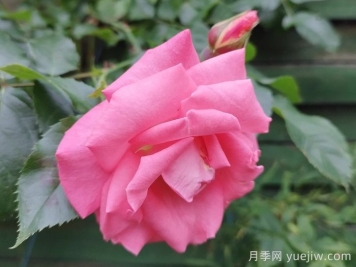 戶外女士月季