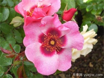 明亮紐扣眼睛月季