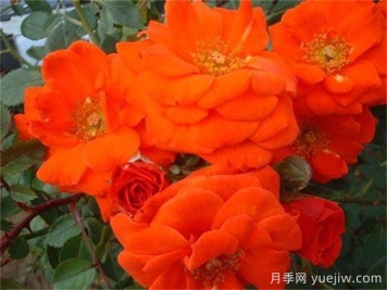 艷陽(yáng)天月季/明亮的一天
